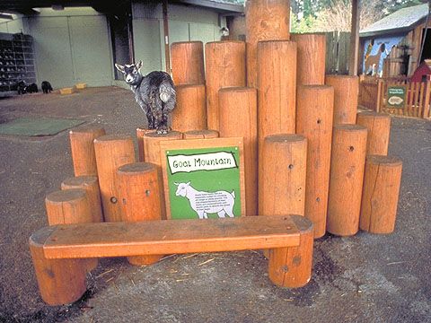 Pin by Kim Illarde on goats  Dog playground, Dog daycare, Dog backyard