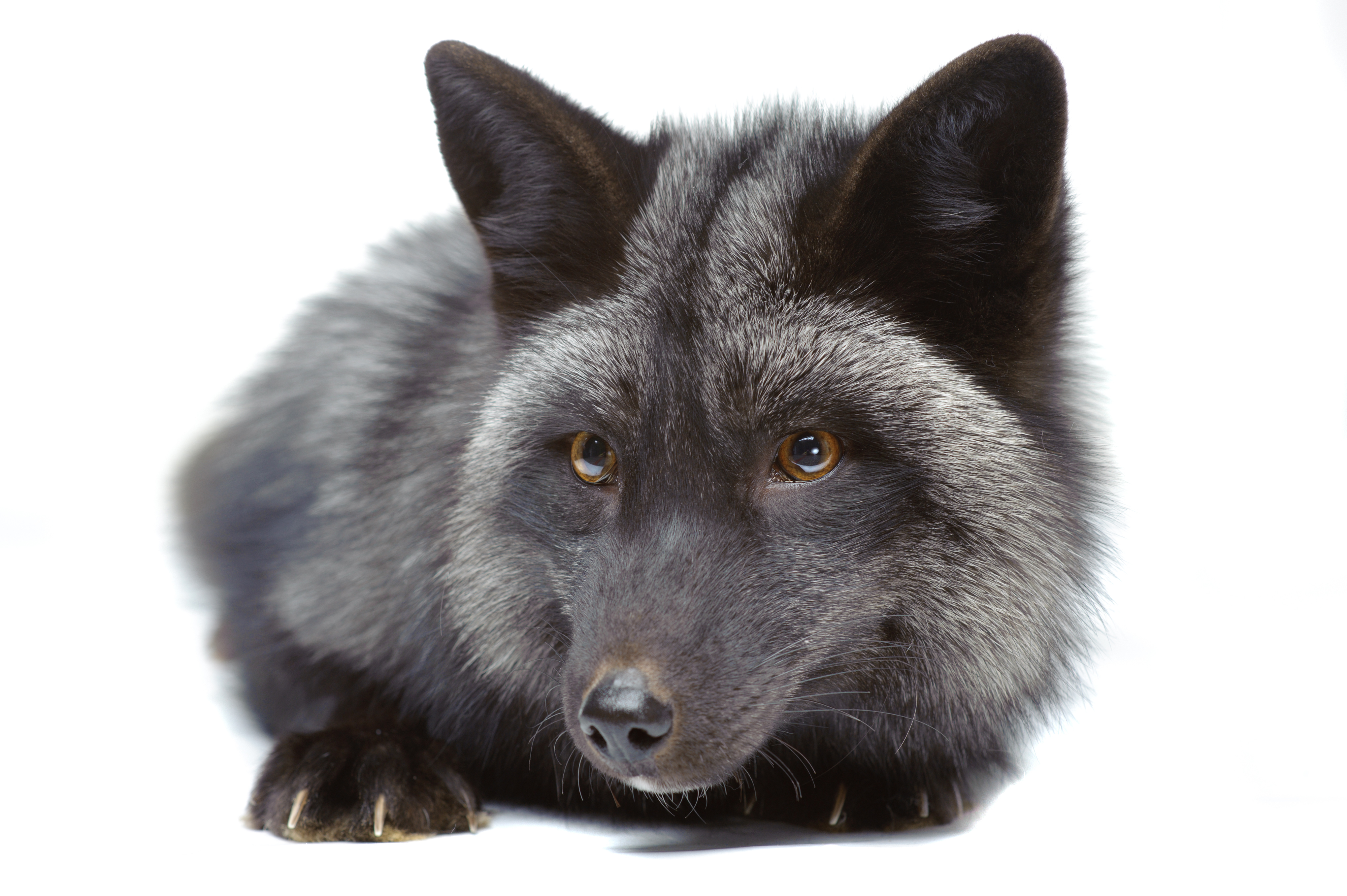 Silver Fox Colour Mutations