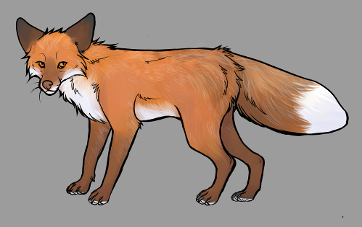 Red Fox Colour Mutations - Amber Gold Fox