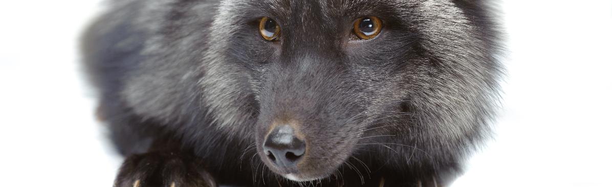 Black Foxes UK